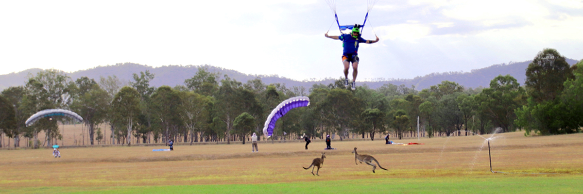 Skydivers and kangaroos in the landing area at Skydive Ramblers